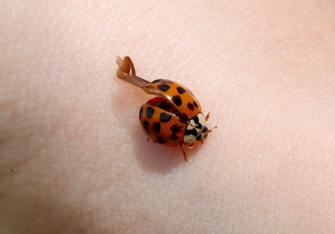 High angle view of ladybug on hand