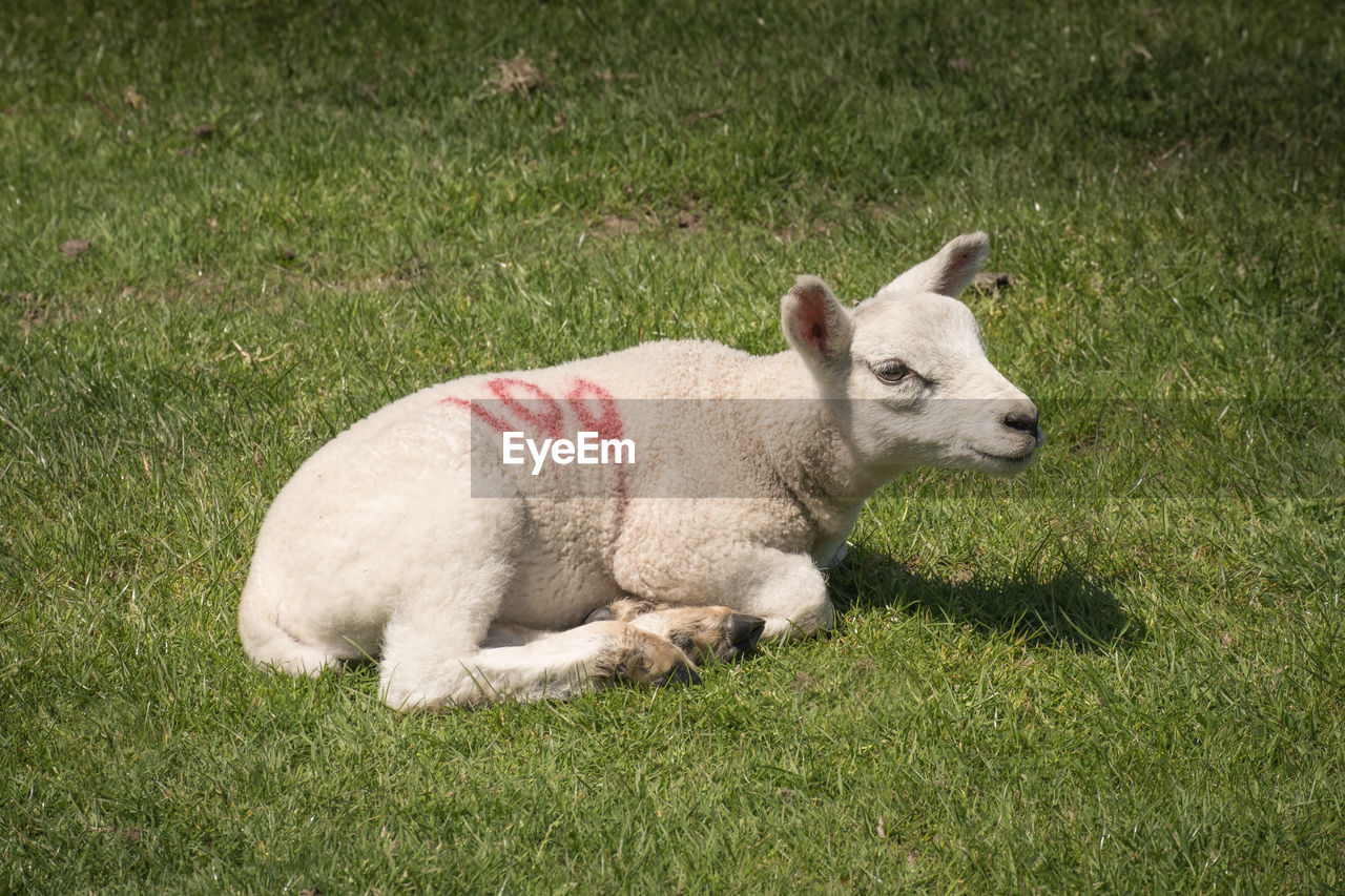 HIGH ANGLE VIEW OF SHEEP ON GRASS