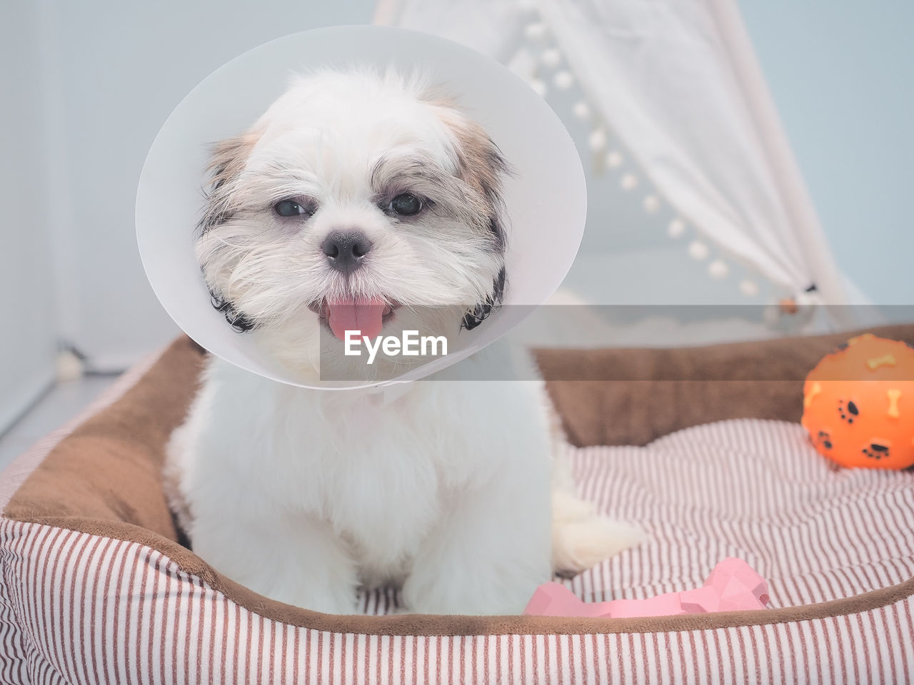 Sick dog wearing funnel collar with sad on pet bed.