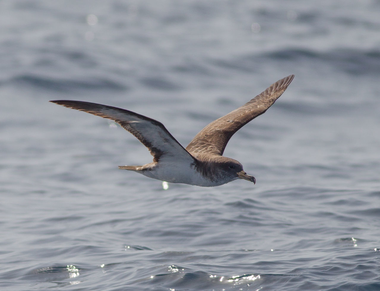 Bird flying