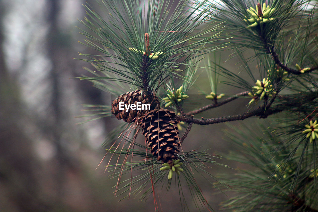 Close-up of pine cones hanging on tree