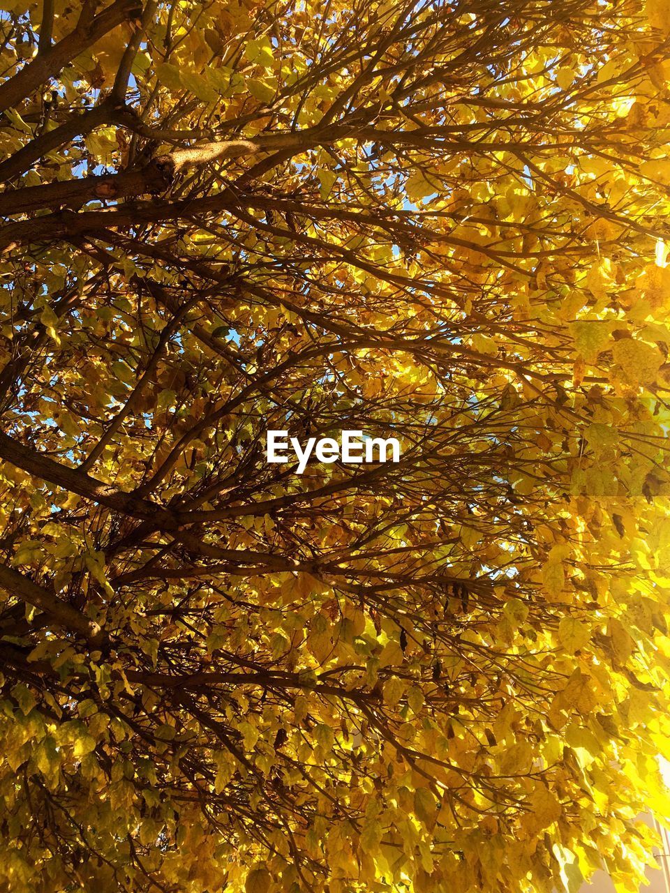 LOW ANGLE VIEW OF TREE AGAINST SKY DURING AUTUMN