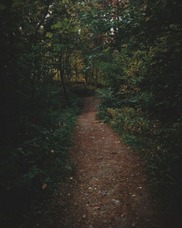 VIEW OF FOOTPATH IN FOREST