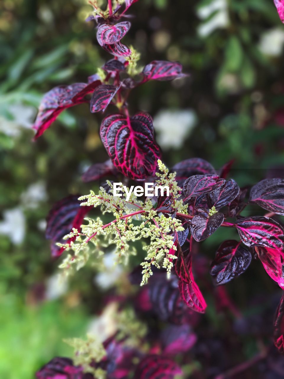 CLOSE-UP OF PURPLE FLOWER