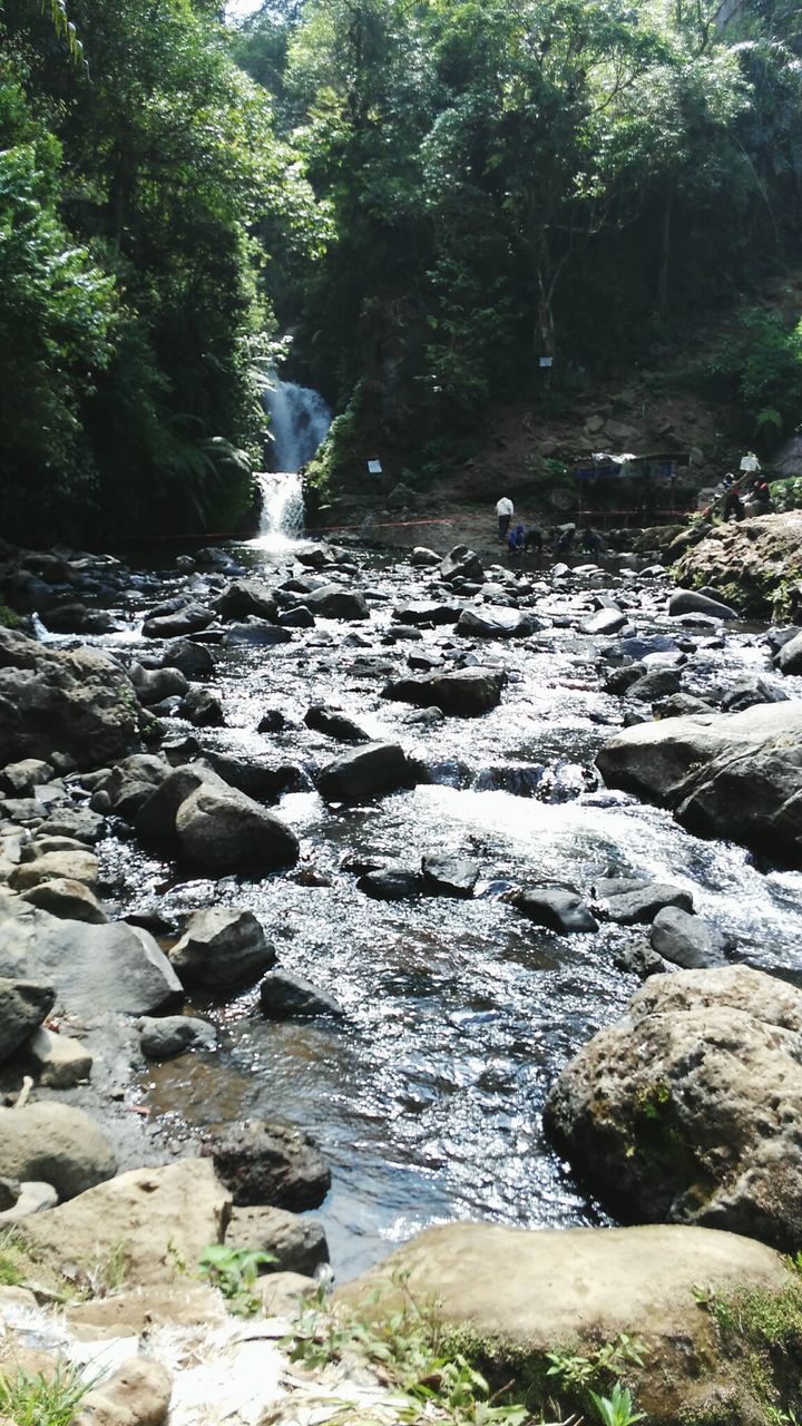 STREAM FLOWING IN FOREST