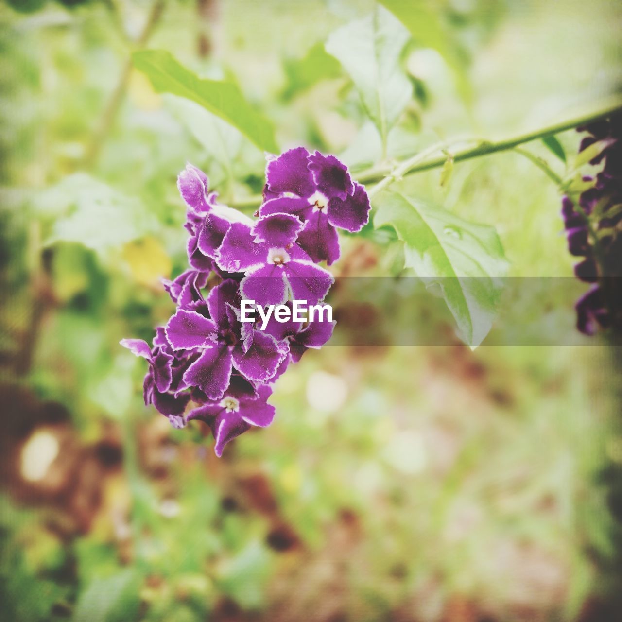 CLOSE-UP OF PURPLE FLOWERS