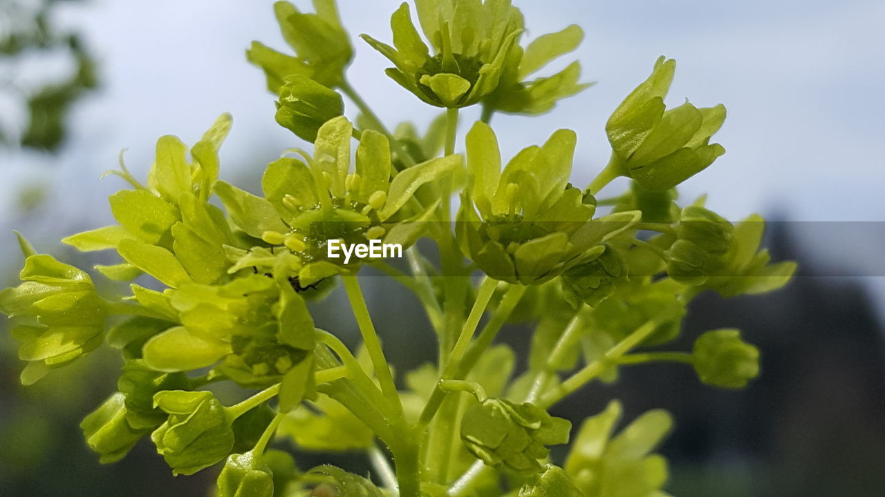 CLOSE-UP OF GREEN PLANT