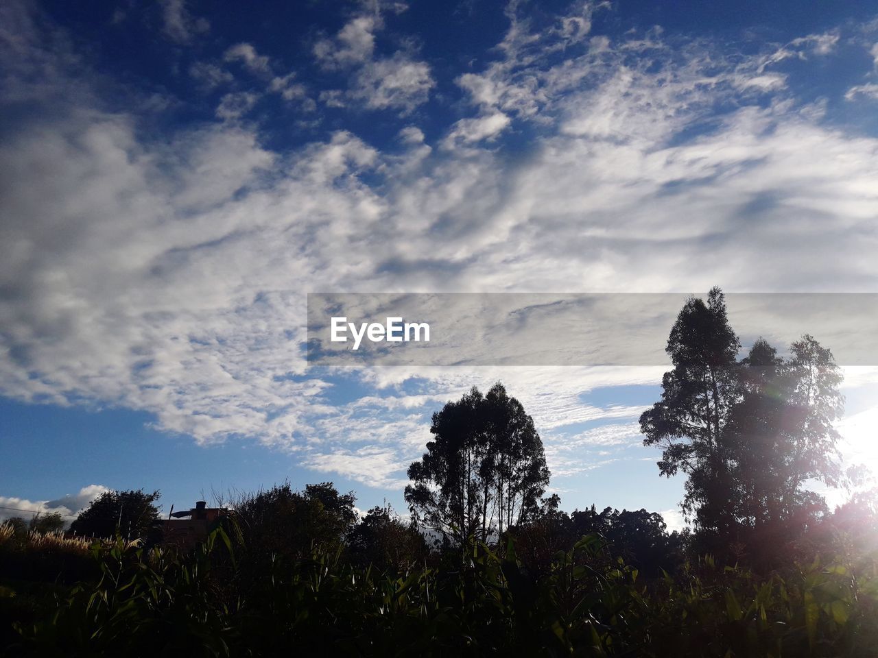 LOW ANGLE VIEW OF SILHOUETTE PLANTS AGAINST SKY