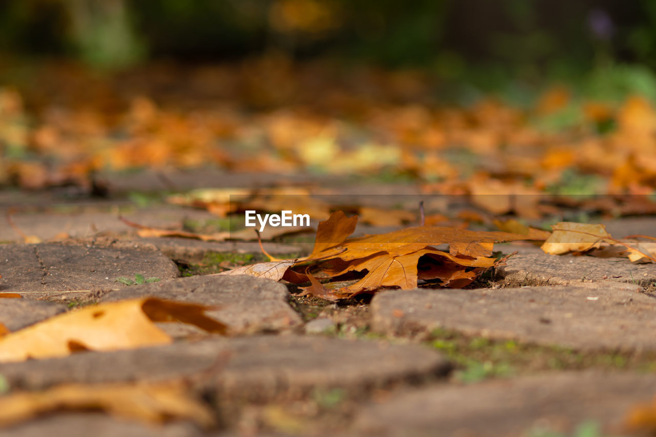 CLOSE-UP OF FALLEN LEAVES ON STREET