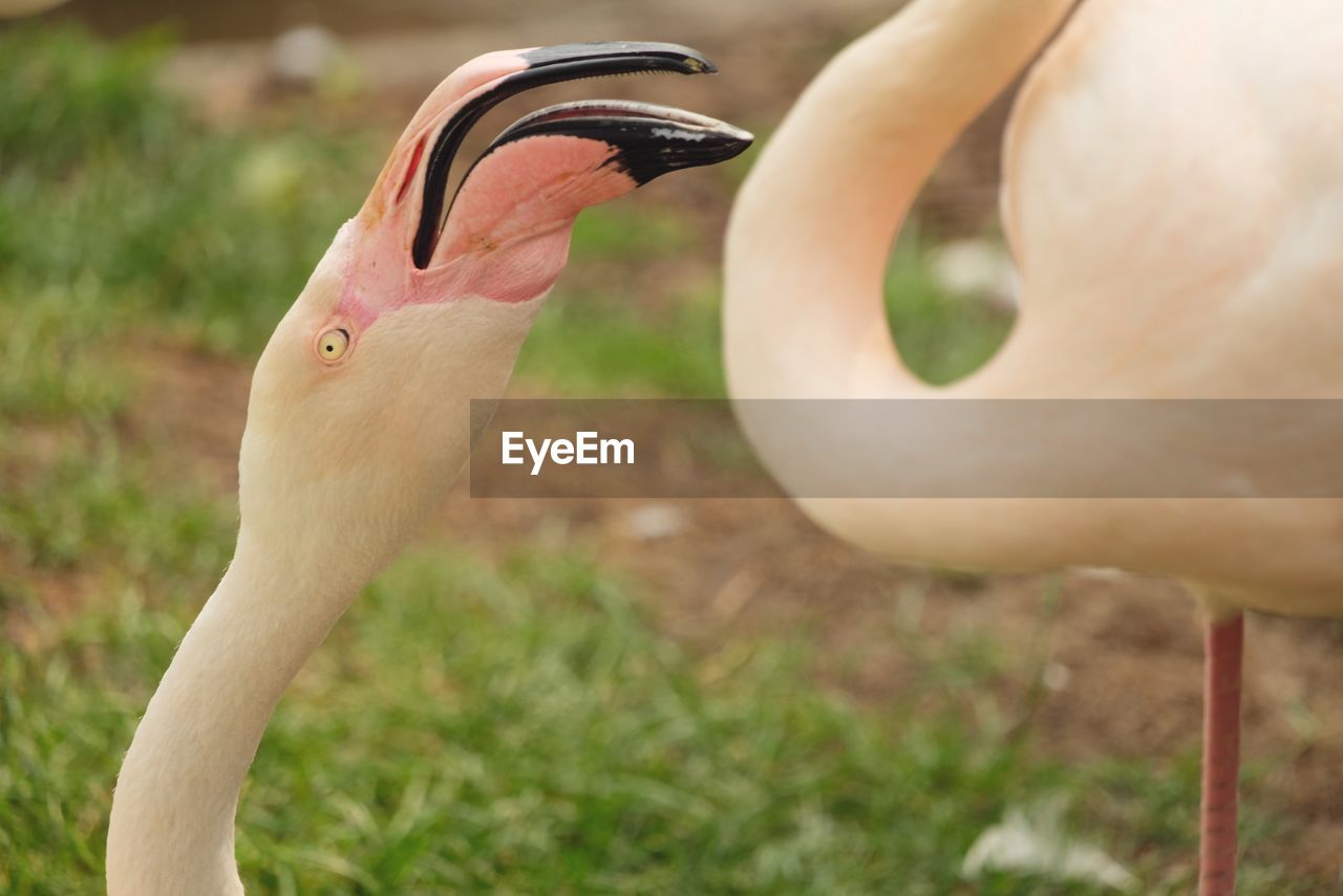 CLOSE-UP OF DUCK ON FIELD