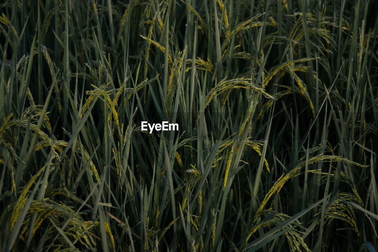 Full frame shot of crops growing on field