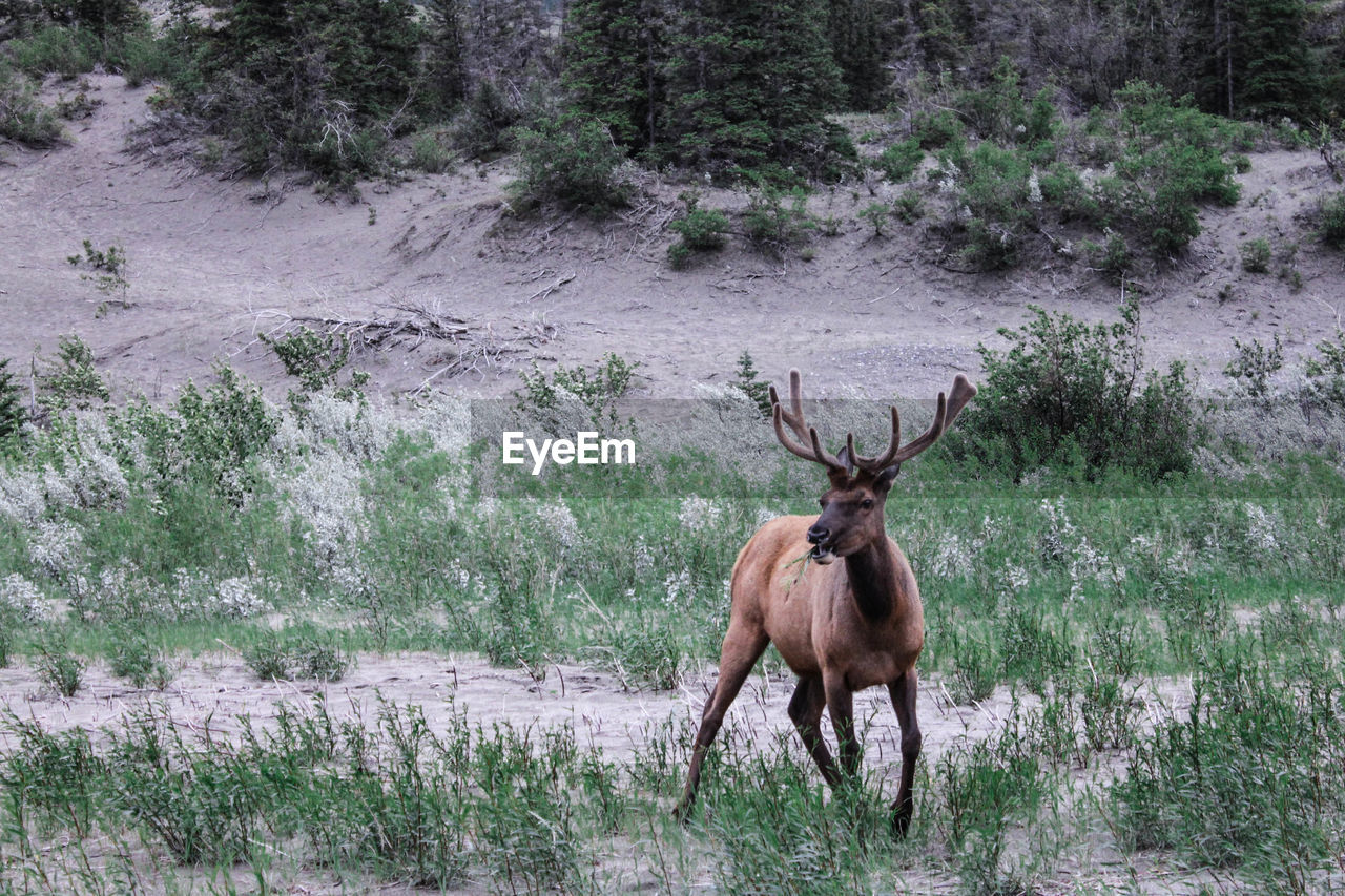 Deer on field