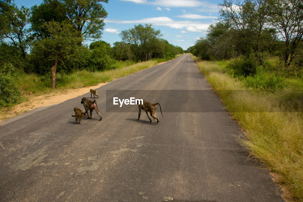 High angle view of baboons crossing road in forest