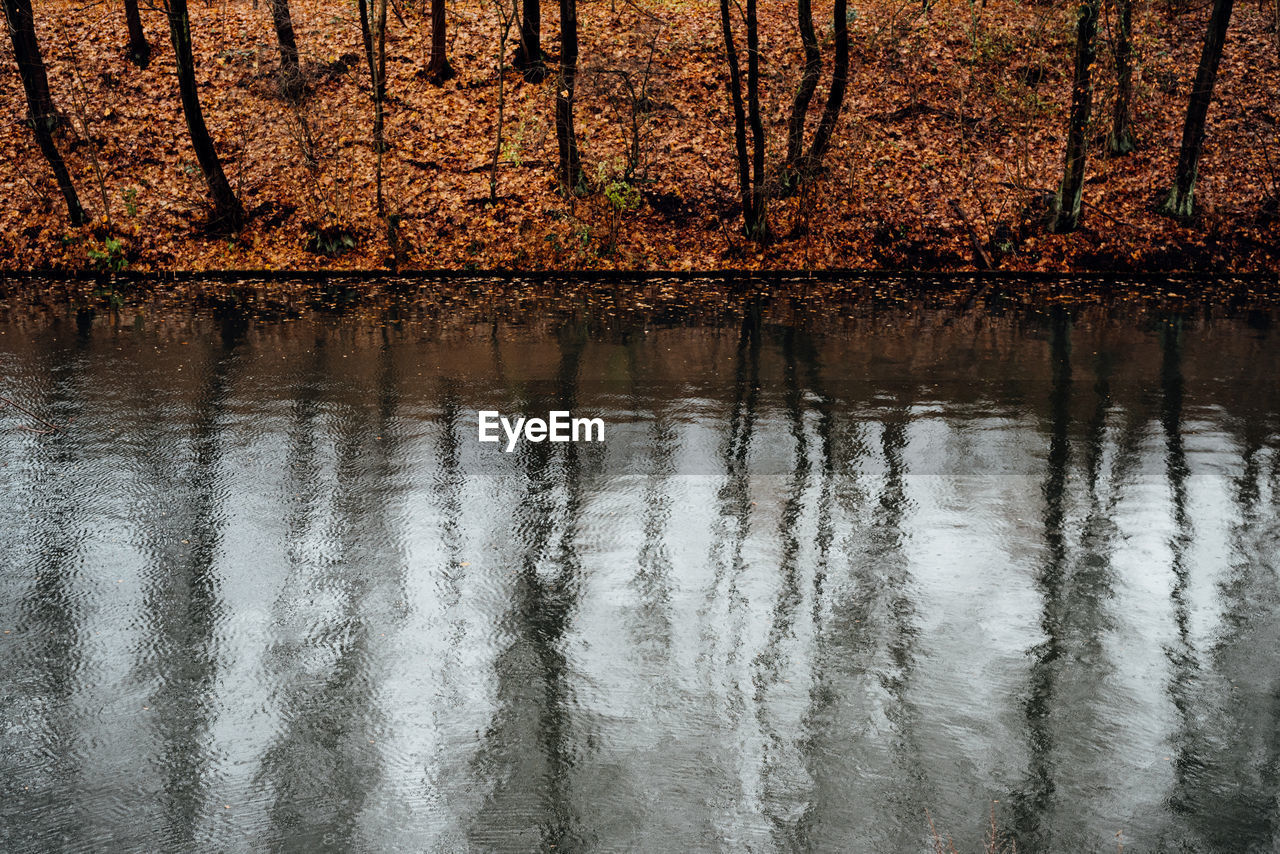 Reflection of trees in autumn