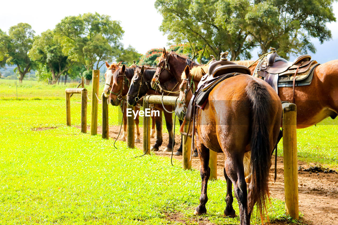 VIEW OF HORSE IN RANCH