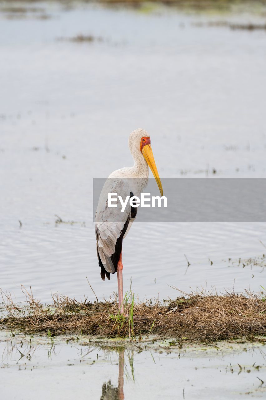 animal themes, animal, bird, animal wildlife, wildlife, water, one animal, lake, nature, no people, ciconiiformes, day, reflection, stork, outdoors, beak, beach, focus on foreground