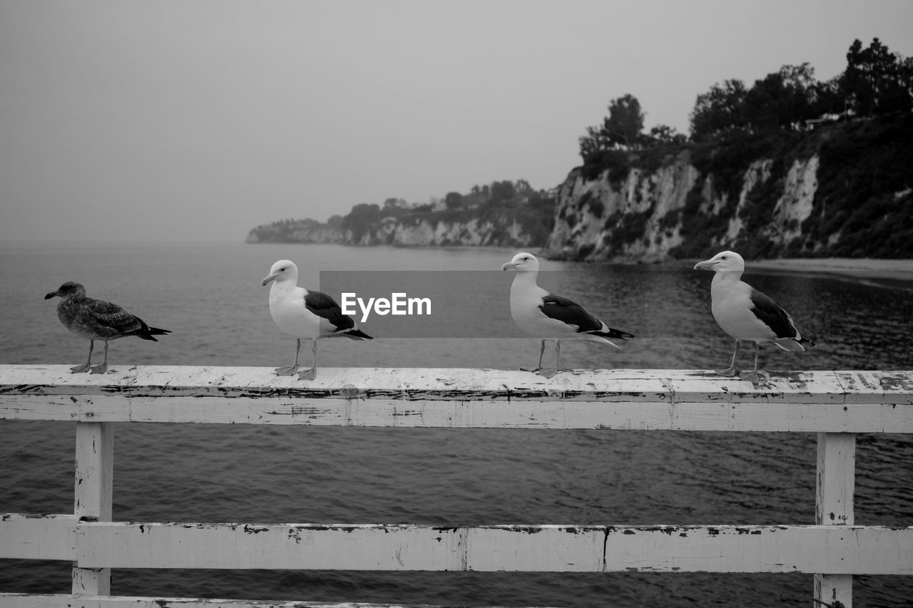 Seagulls perching on railing against sea