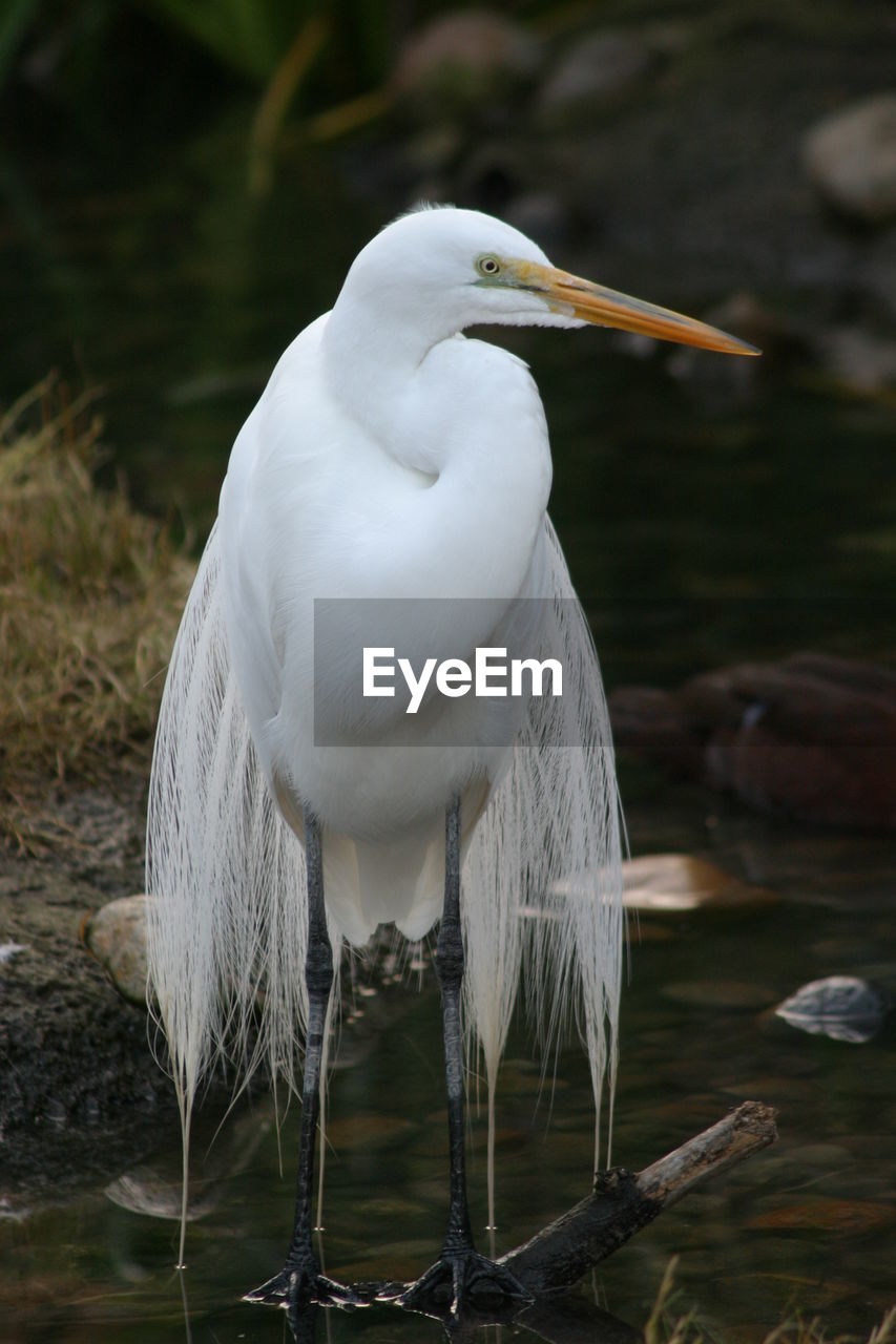 WHITE HERON ON LAKE