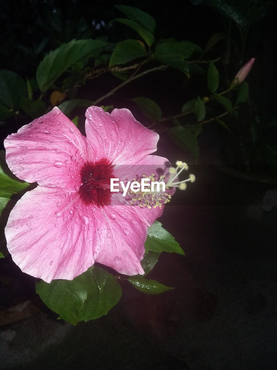 CLOSE-UP OF HIBISCUS BLOOMING OUTDOORS