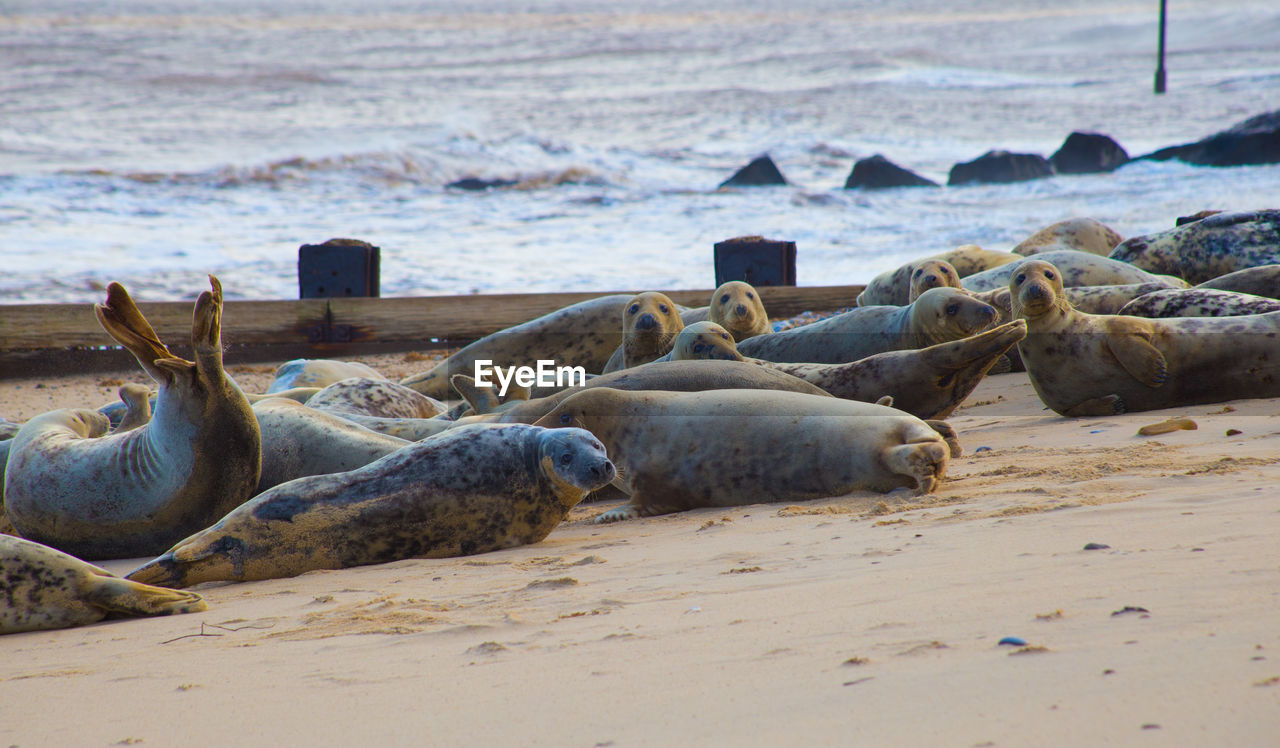 VIEW OF SHEEP ON SAND