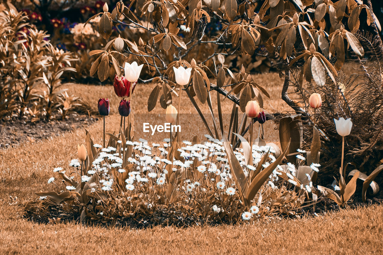 VIEW OF PLANTS ON FIELD