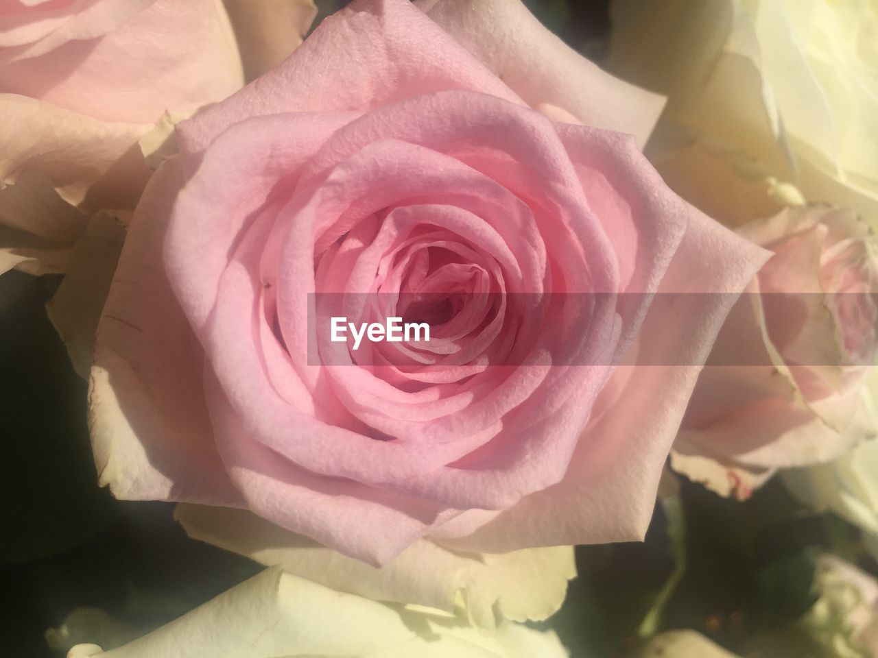 CLOSE-UP OF ROSE BOUQUET