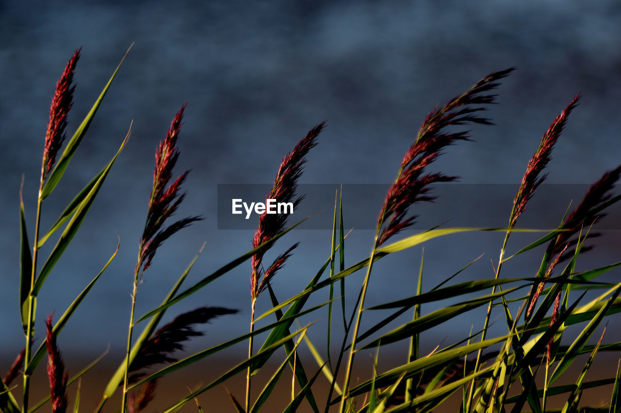 Close-up of fresh plants against sky