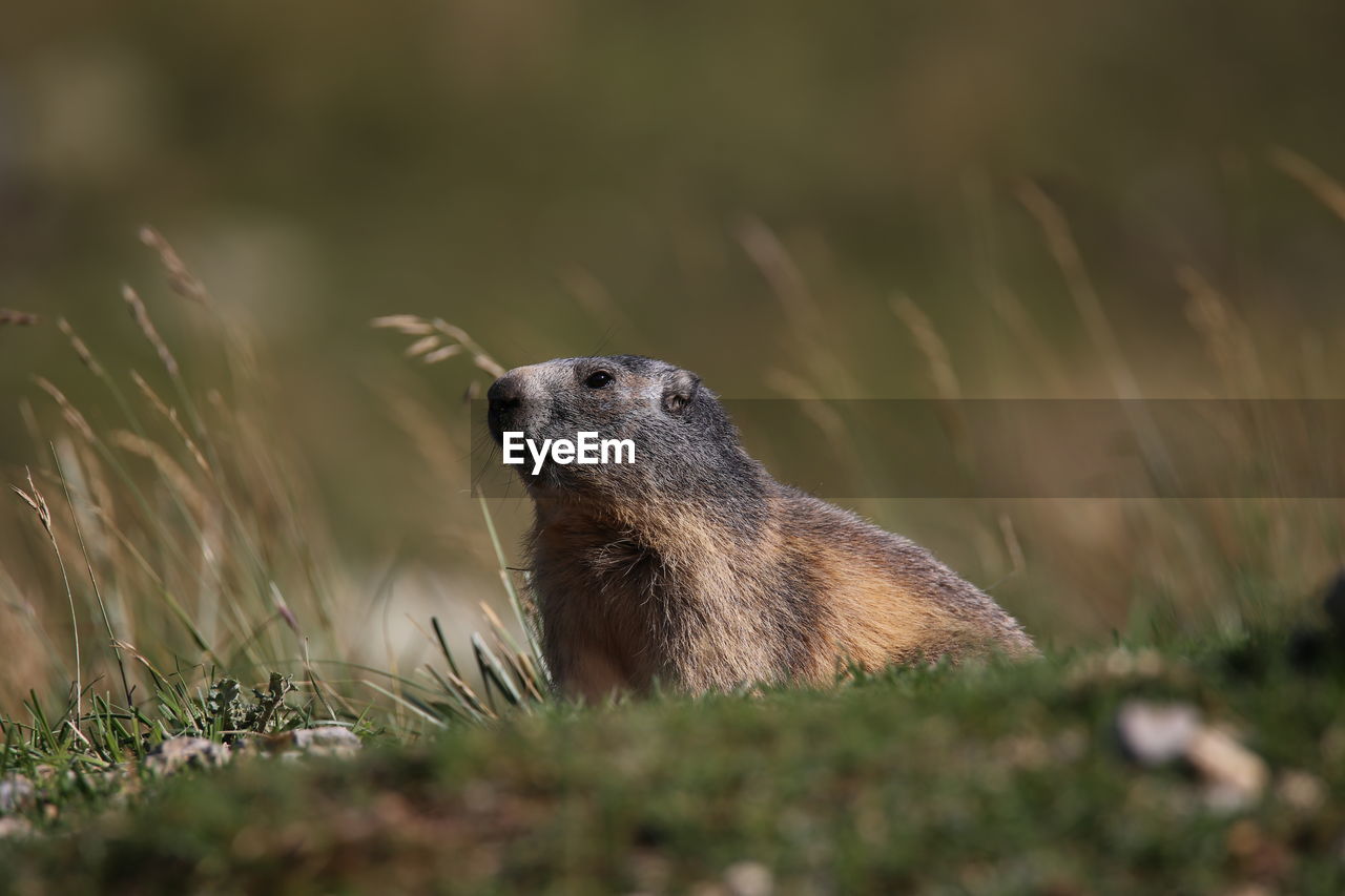 Close-up of a marmot on grass
