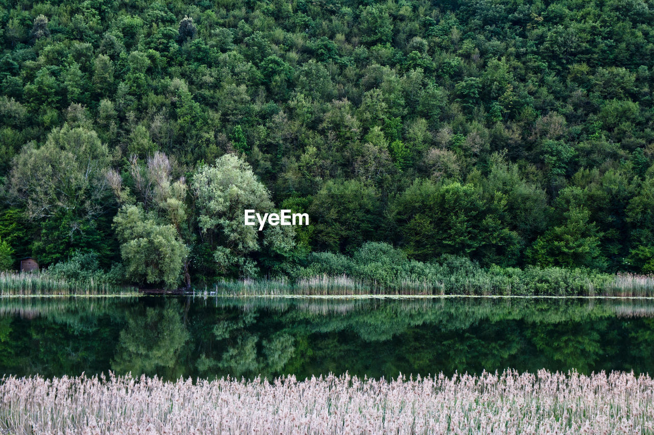 Scenic view of lake in forest