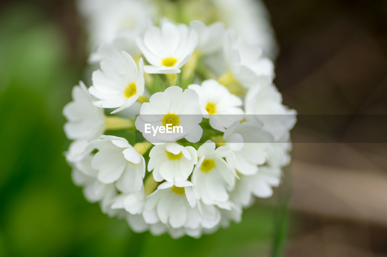 CLOSE-UP OF WHITE FLOWERS BLOOMING