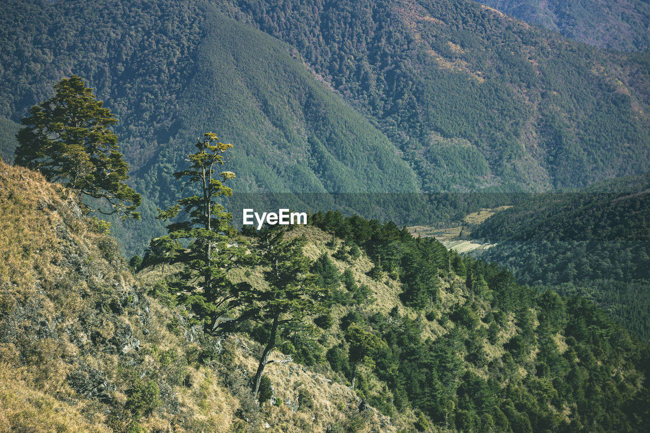 High angle view of pine trees in forest