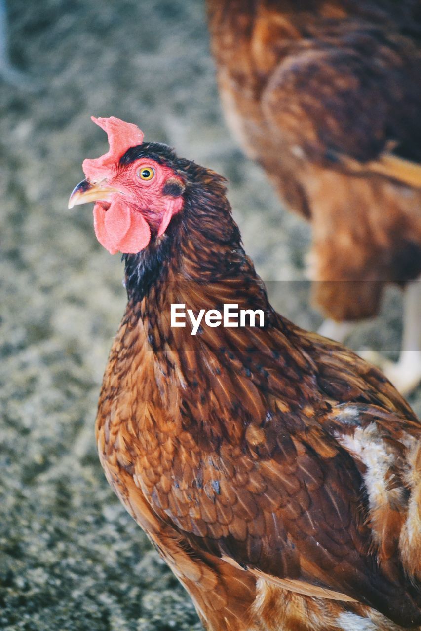A cool chicken