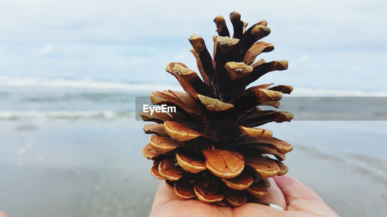 CLOSE-UP OF HAND HOLDING PLANT AGAINST SEA