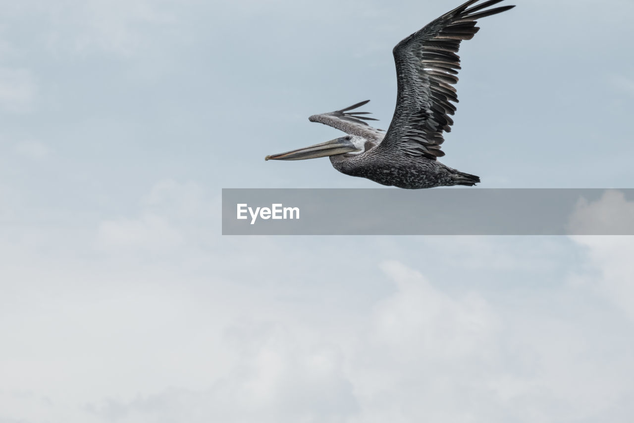 LOW ANGLE VIEW OF BIRD FLYING AGAINST SKY