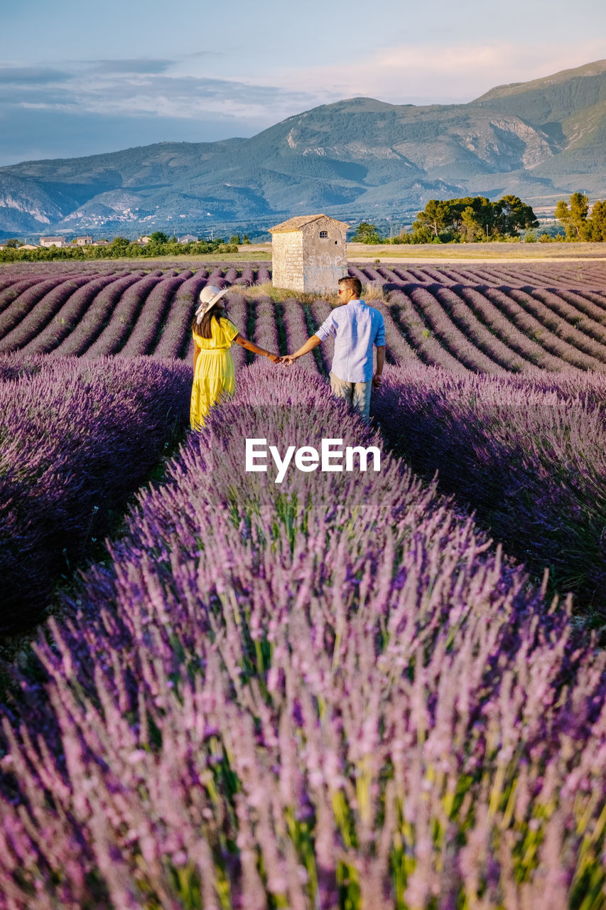 PURPLE FLOWERING PLANTS ON FIELD AGAINST SKY