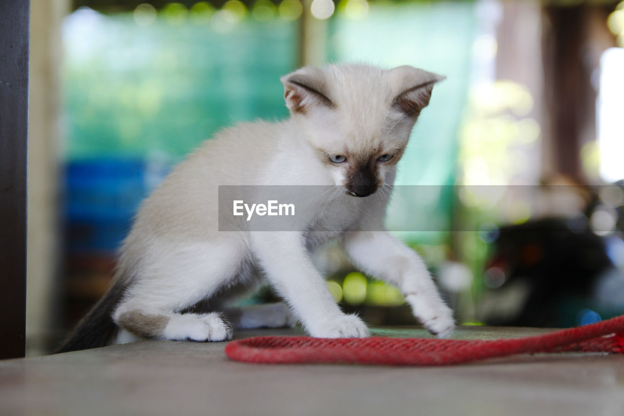 WHITE CAT LOOKING AT CAMERA