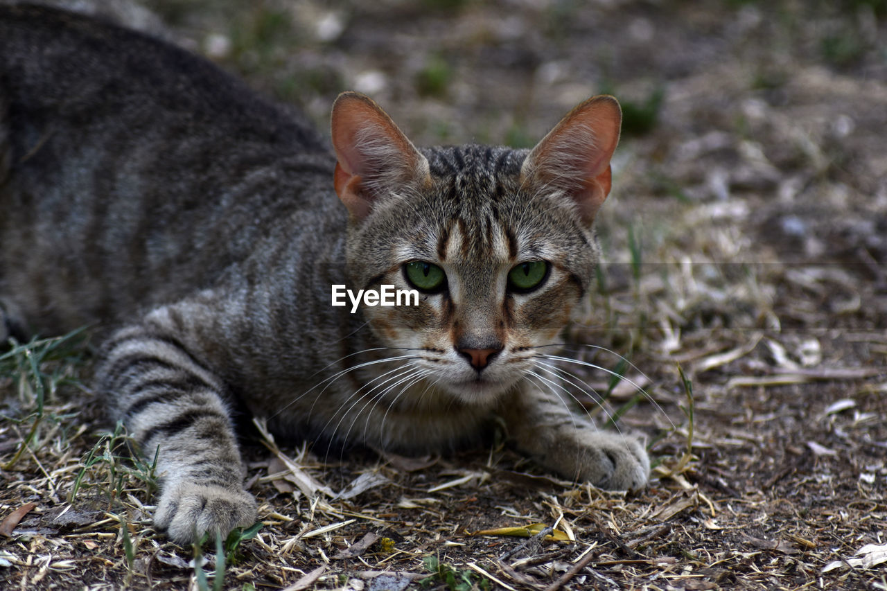 CLOSE-UP PORTRAIT OF A CAT ON GROUND