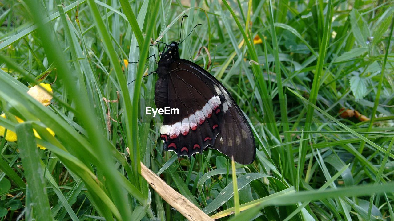 BUTTERFLY ON LEAF