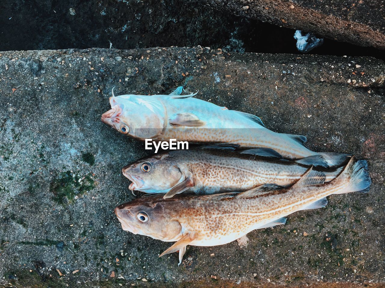 Directly above view of dead fishes on footpath