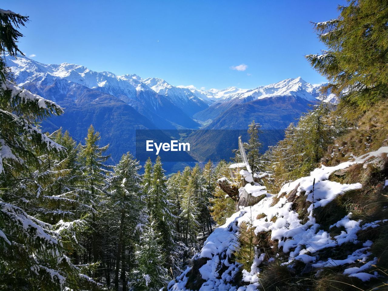 Pine trees on snowcapped mountains against sky