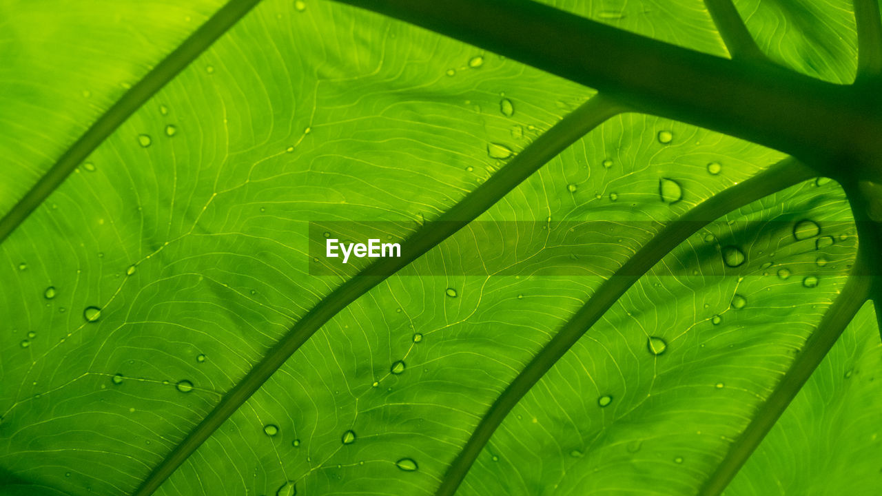 Full frame shot of wet leaves