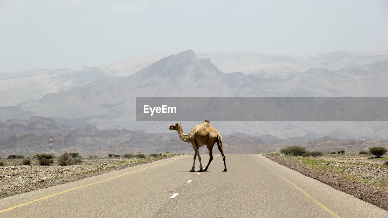 Camel walking on road against mountain range