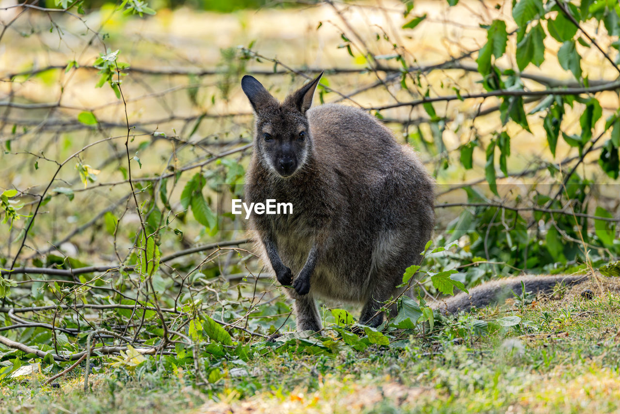 Bennett's wallaby forages among branches, german zoo scene.