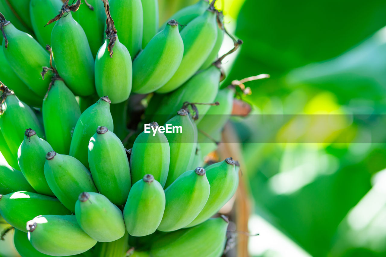 CLOSE-UP OF FRUITS GROWING IN PLANT