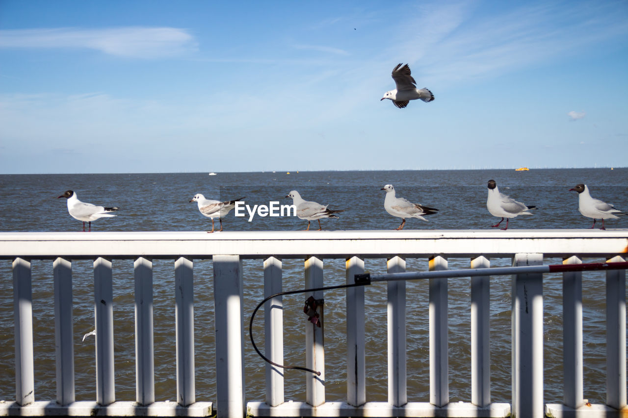 Seagulls perching on railing