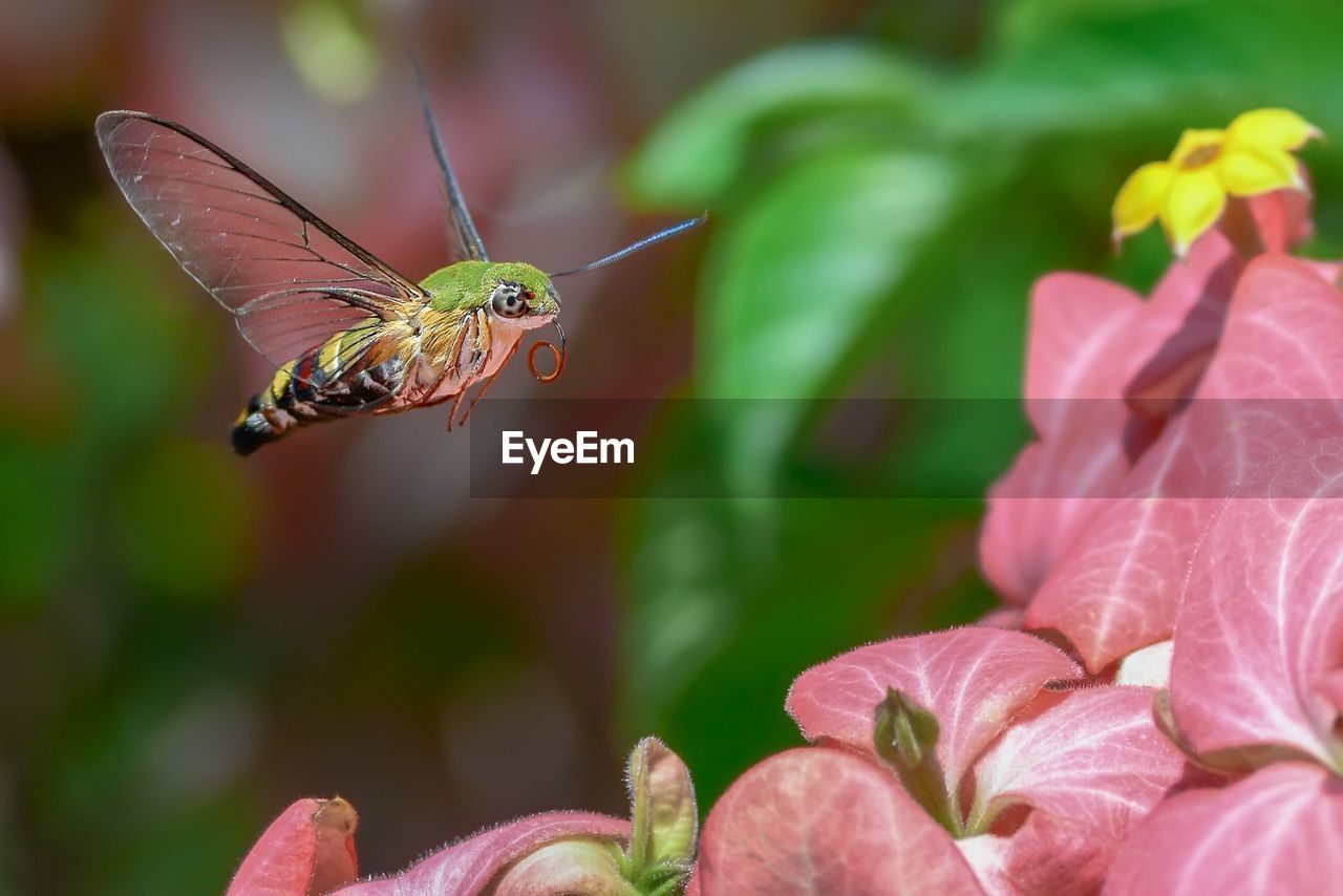 CLOSE-UP OF BUTTERFLY POLLINATING FLOWER