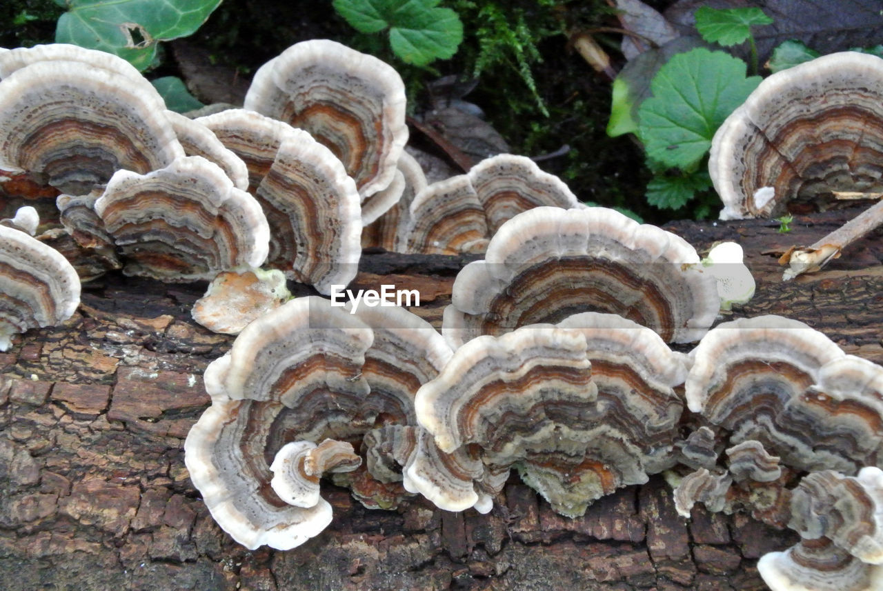 CLOSE-UP OF MUSHROOMS