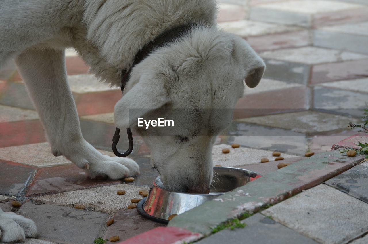 CLOSE-UP OF A DOG DRINKING WATER FROM A FOOTPATH