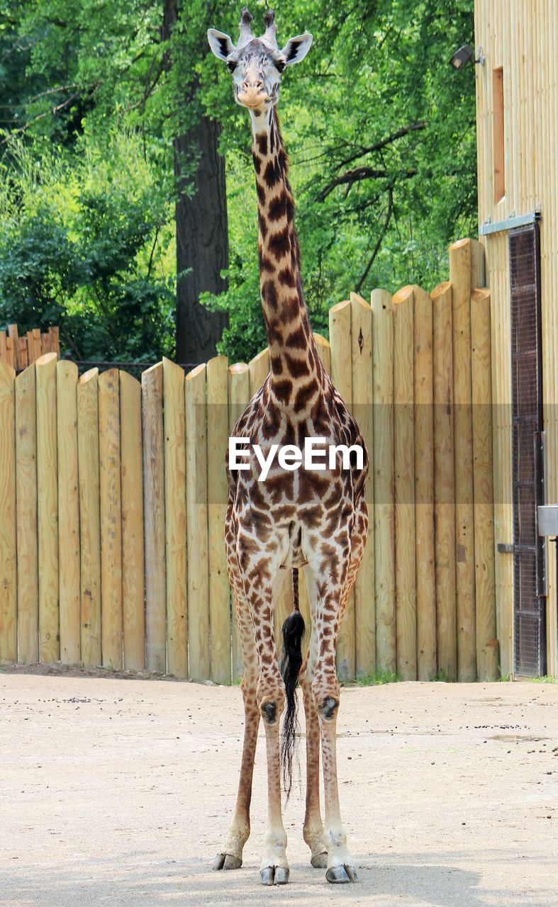 Giraffe in zoo