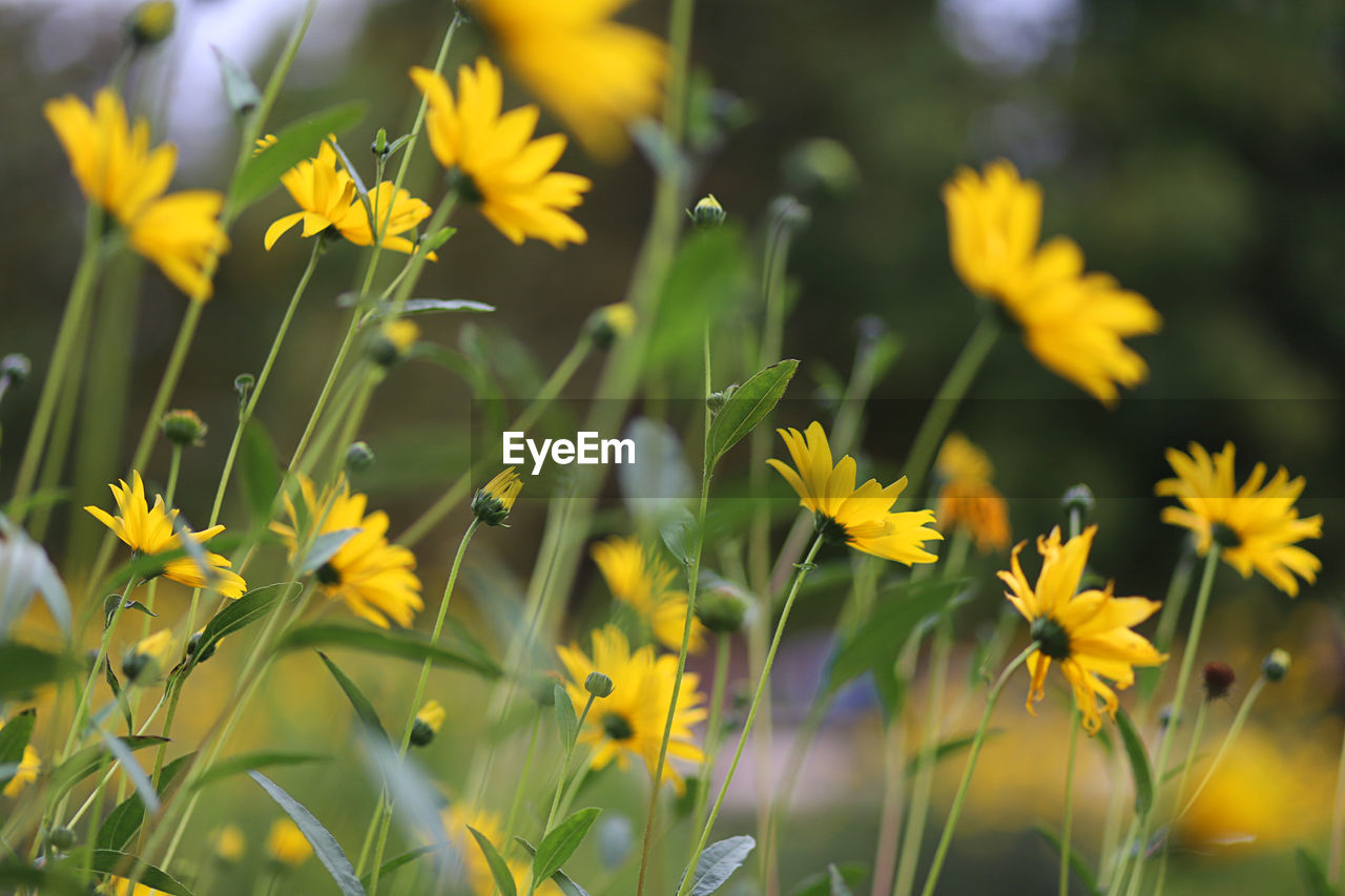 Close-up of yellow flowers blooming on field